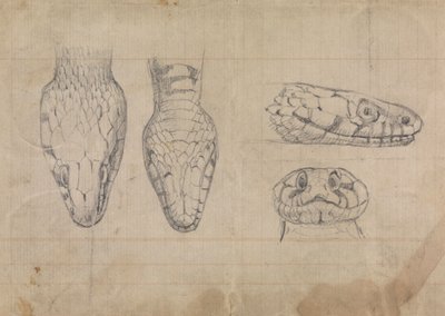 Studie des Kopfes einer Schlange von Robert Smirke