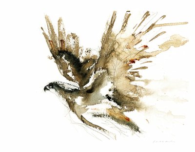 Fliegender Falke Aquarell von RodMacIver