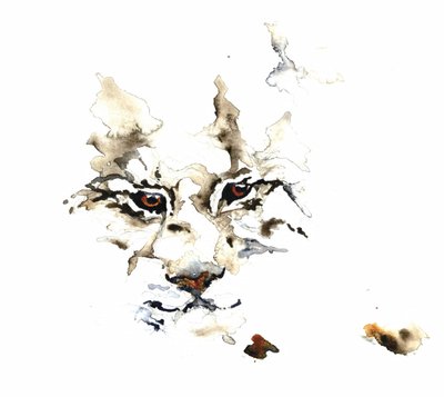 Wilder Luchs Aquarell von RodMacIver