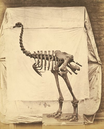 Dinornis Elephantopus Dinosaurier von Roger Fenton