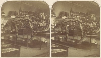 Das Megatherium, British Museum von Roger Fenton