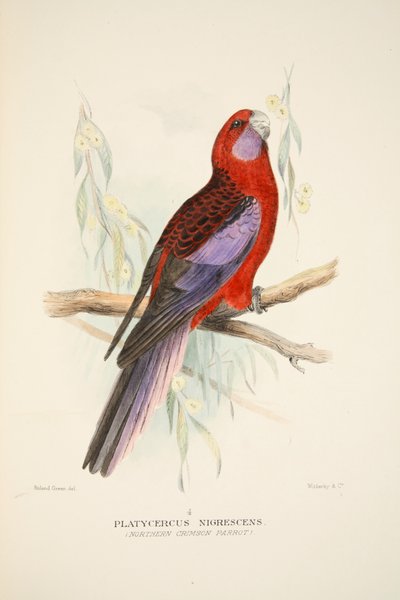 Nördlicher Purpurpapagei, veröffentlicht 1916, handkolorierte Gravur von Roland Green