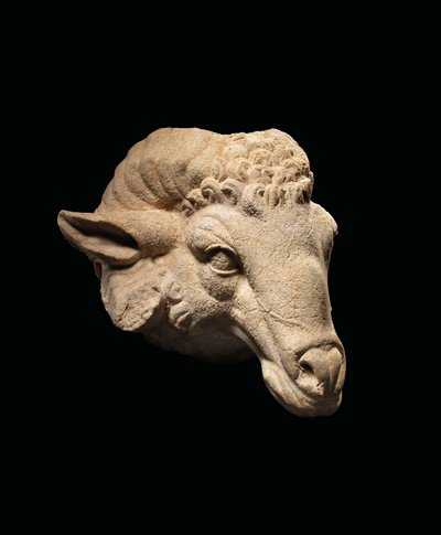 Kopf eines Widders, ca. 1. Jahrhundert v. Chr. - 1. Jahrhundert n. Chr. von Roman Roman