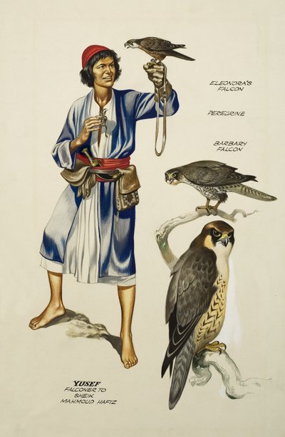 Yusef, Falkner von Scheich Mahmoud Hafiz von Ron Embleton