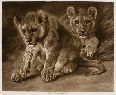 Zwei Löwenjunge von Rosa Bonheur