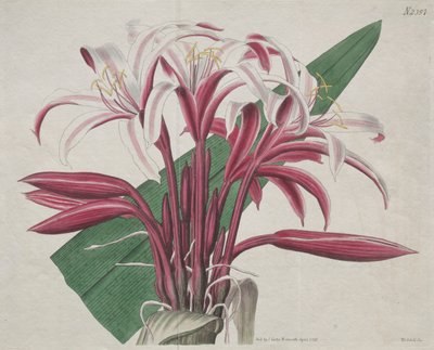 Das Botanische Magazin oder Blumengarten dargestellt: Stattliches Crinum von S. Curtis