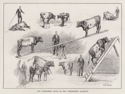 Die vorführenden Stiere im Westminster Aquarium (Gravur) von S. T. Dadd