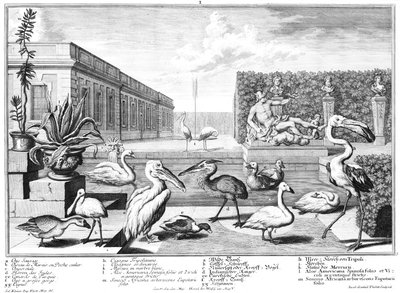 Wasservögel von Salomon Kleiner