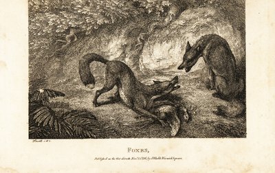 Fuchs mit totem Geflügel wehrt einen anderen Fuchs ab von Samuel (after) Howitt