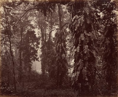 Darjeeling, Indien von Samuel Bourne