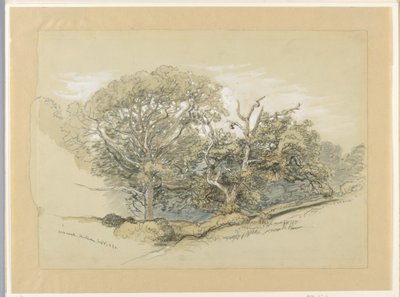 Zeichnung, Eichenwald, Montauk, New York, 8. September 1880 von Samuel Colman