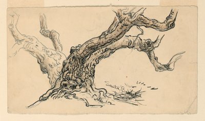 Skizzen. Sykomoren, Santa Barbara, Kalifornien, ca. 1888 von Samuel Colman
