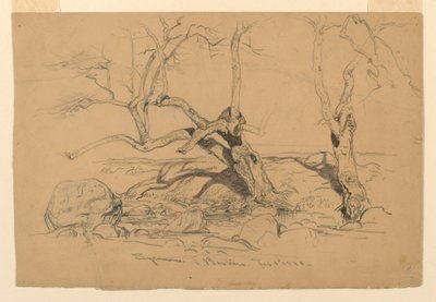 Studien: Bäume, Santa Barbara, Kalifornien, 3. Februar 1888 von Samuel Colman