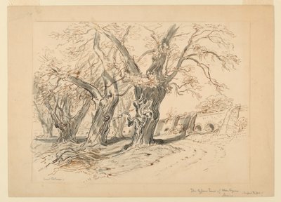 Zeichnung, Studie für Die Zypressen von Montezuma, Park von Chapultepec, Mexiko von Samuel Colman