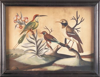 Indischer Bienenfresser, Schwarz-Weiß-Indischer Star und Brasilianischer Fink von Samuel Dixon