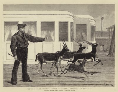 Die indischen Geschenke des Prinzen von Wales, Antilopen beim Training von Samuel Edmund Waller