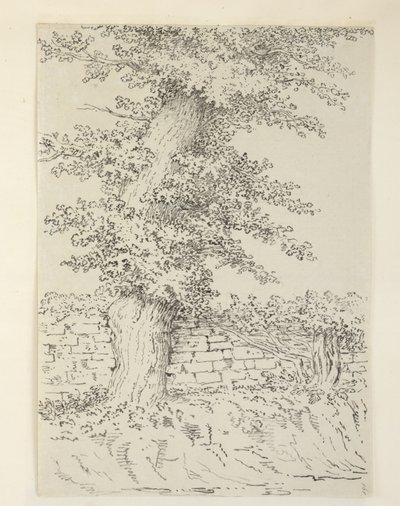 Eine Ulme in Bedminster von Samuel Hieronymous Grimm
