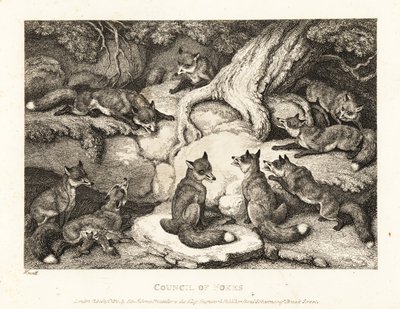 Ein Rudel Füchse trifft sich im Wald. 1811 (Radierung) von Samuel Howitt