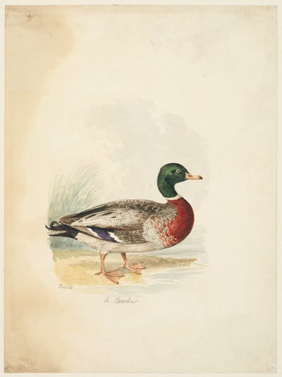 Ente - Anas boschas (recto), ca. 1813-22 von Samuel Howitt