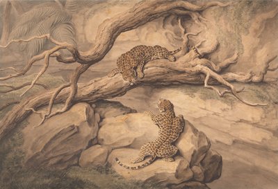 Leoparden beim Spielen zwischen umgestürzten Bäumen und Felsen von Samuel Howitt