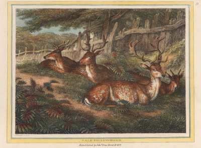 Männlicher Damhirsch von Samuel Howitt