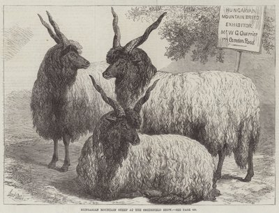 Ungarische Bergschafe auf der Smithfield Show von Samuel John Carter