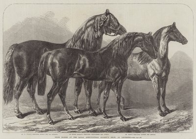 Preispferde auf der Ausstellung der Royal Agricultural Society in Leicester von Samuel John Carter
