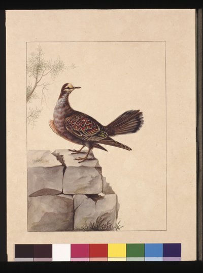 Seite 15. Goldflügeltaube. Jetzt bekannt als ein Wald-Bronzeflügeltaube, ca. 1789-90 von Sarah Stone