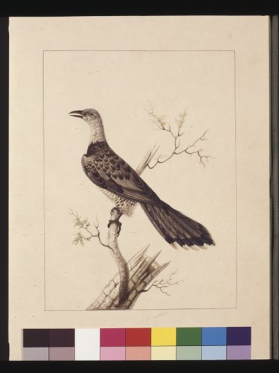 Seite 1. Anomalous Hornbill: Signiert l.c. Sarah Smith. Jetzt bekannt als Channel-billed Cuckoo, ca. 1789-90 von Sarah Stone