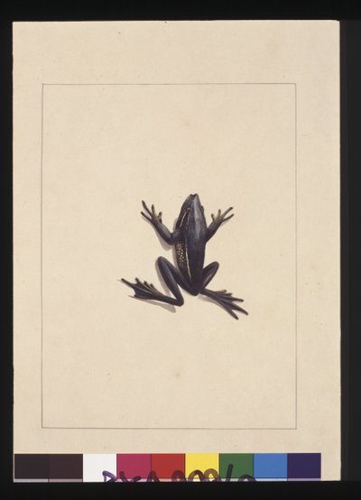 Seite 9. Blauer Frosch. Jetzt bekannt als ein Grüner Laubfrosch, ca. 1789-90 von Sarah Stone