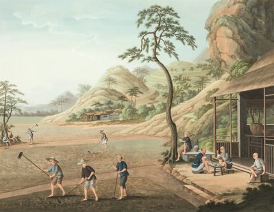 Teeproduktion, ca. 1820 von School Chinese