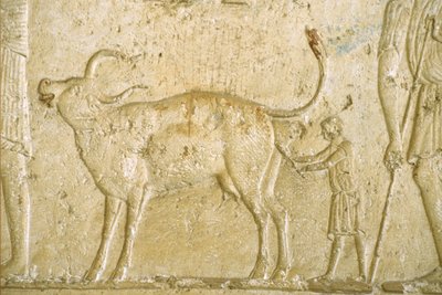 Altes Ägypten, Wandmalerei, Grab des Petosiris, Tuna el Gebel, 300 v. Chr., Geburtshilfe bei einer Kuh von School Egyptian