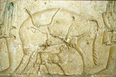 Altes Ägypten, Wandrelief/-malerei, Grab des Petosiris, Tuna Gabel, Tuna el Gebel, 300 v. Chr., Ein Kalb versucht zu säugen von School Egyptian