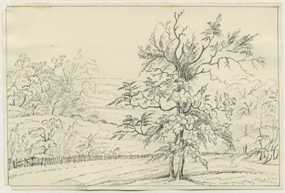 Cannock Chase von School English
