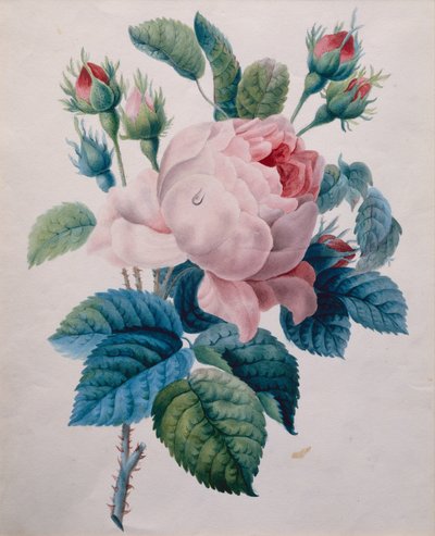 Eine Rose von School French