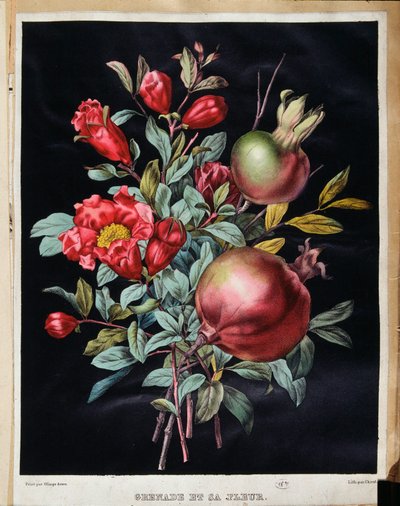Granatapfel und seine Blüte - botanische Tafel von School French