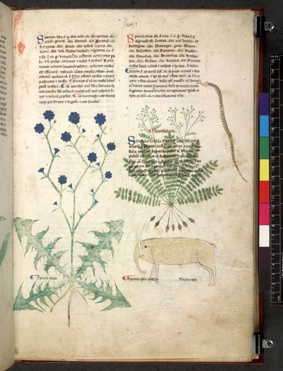 Tractatus de herbis (Kräuterbuch) ca. 1280-1310 von School Italian