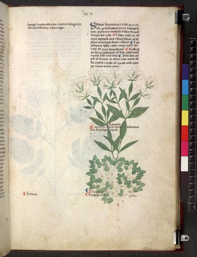 Tractatus de herbis (Kräuterbuch) ca. 1280-1310 von School Italian
