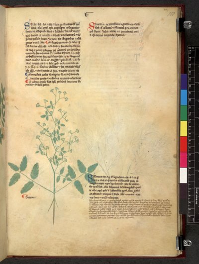 Egerton 747 Tractatus de herbis (Herbal) c.1280-1310 von School Italian
