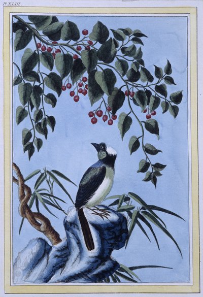 Vogel (japanischer Druck) von Japanese School