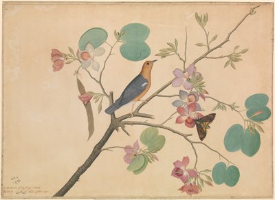 Ein Orange-Kopf-Drossel und ein Totenkopfschwärmer auf einem lila Ebenholz-Orchideen-Zweig von Shaikh Zain ud Din (fl.1777 83)