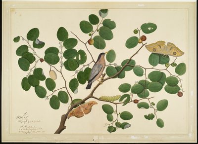 Brahminenstar mit zwei Antheraea-Motten, Raupe und Kokon auf Indischem Jujube-Baum, Folio aus einer Serie im Auftrag von Lady Impey von Shaikh Zain ud Din
