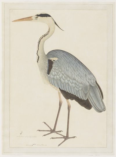 Graureiher, Folio aus einer Serie, in Auftrag gegeben von Lady Impey, um 1780-82 von Shaikh Zain ud Din