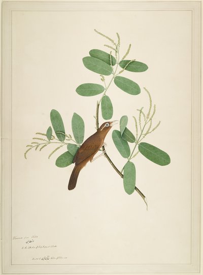 Hwamei auf Terminalia-Zweig, Folio aus einer Serie, die von Lady Impey in Auftrag gegeben wurde, 1780 von Shaikh Zain ud Din