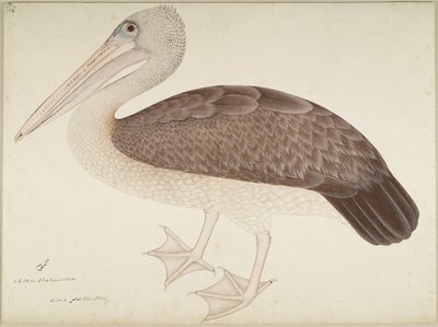Fleckschnabelpelikan, Folio aus einer Serie, in Auftrag gegeben von Lady Impey, um 1780-82 von Shaikh Zain ud Din