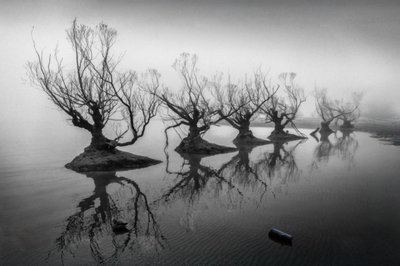 Kahle Bäume im Nebel von Shanrui Ren