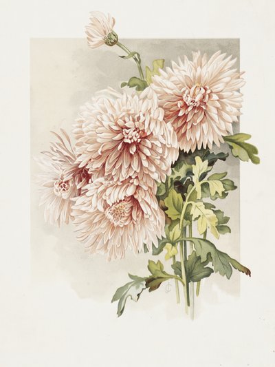 Chrysanthemen von Sidney Thomas Callowhill