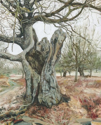 Alter Baum, Richmond Park, 2018 von Simon Neville