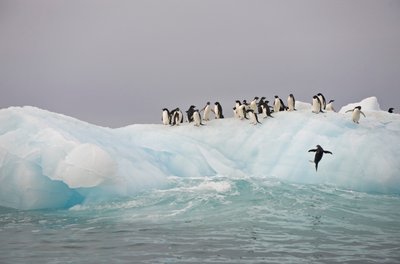 Adeliepinguine, Pygoscelis adeliae, auf einem Eisberg, 2022 (Foto) von Sisse Brimberg