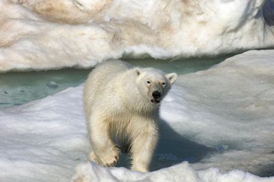Eisbär (Ursus maritimus) geht über eine Eisscholle, Svalbard-Inseln, Norwegen von Sisse Brimberg